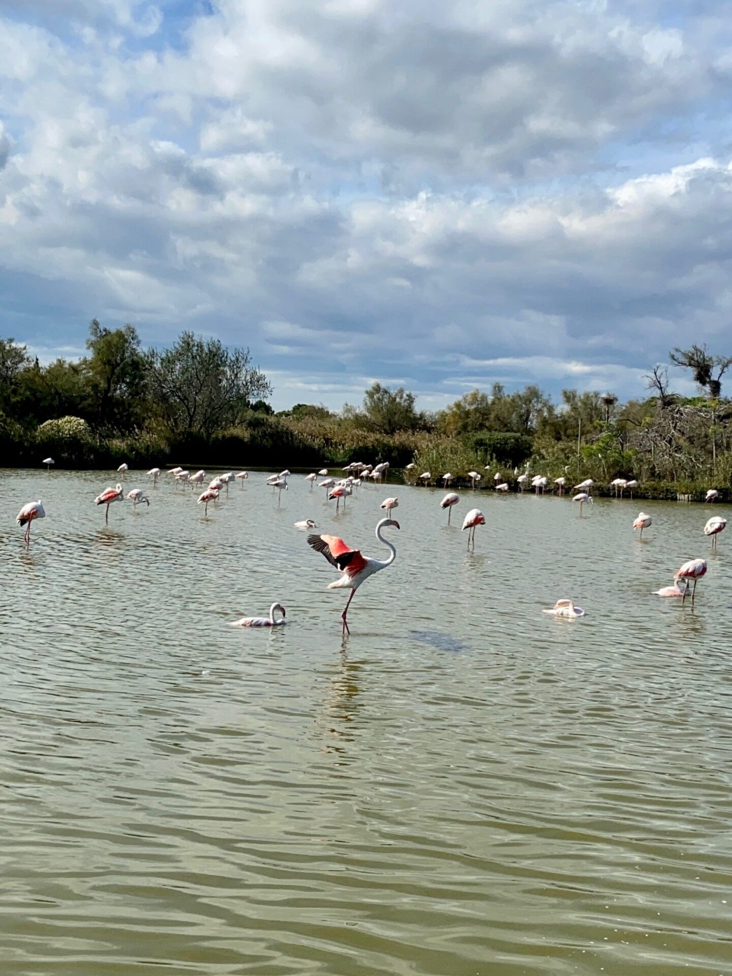wild flamingos france