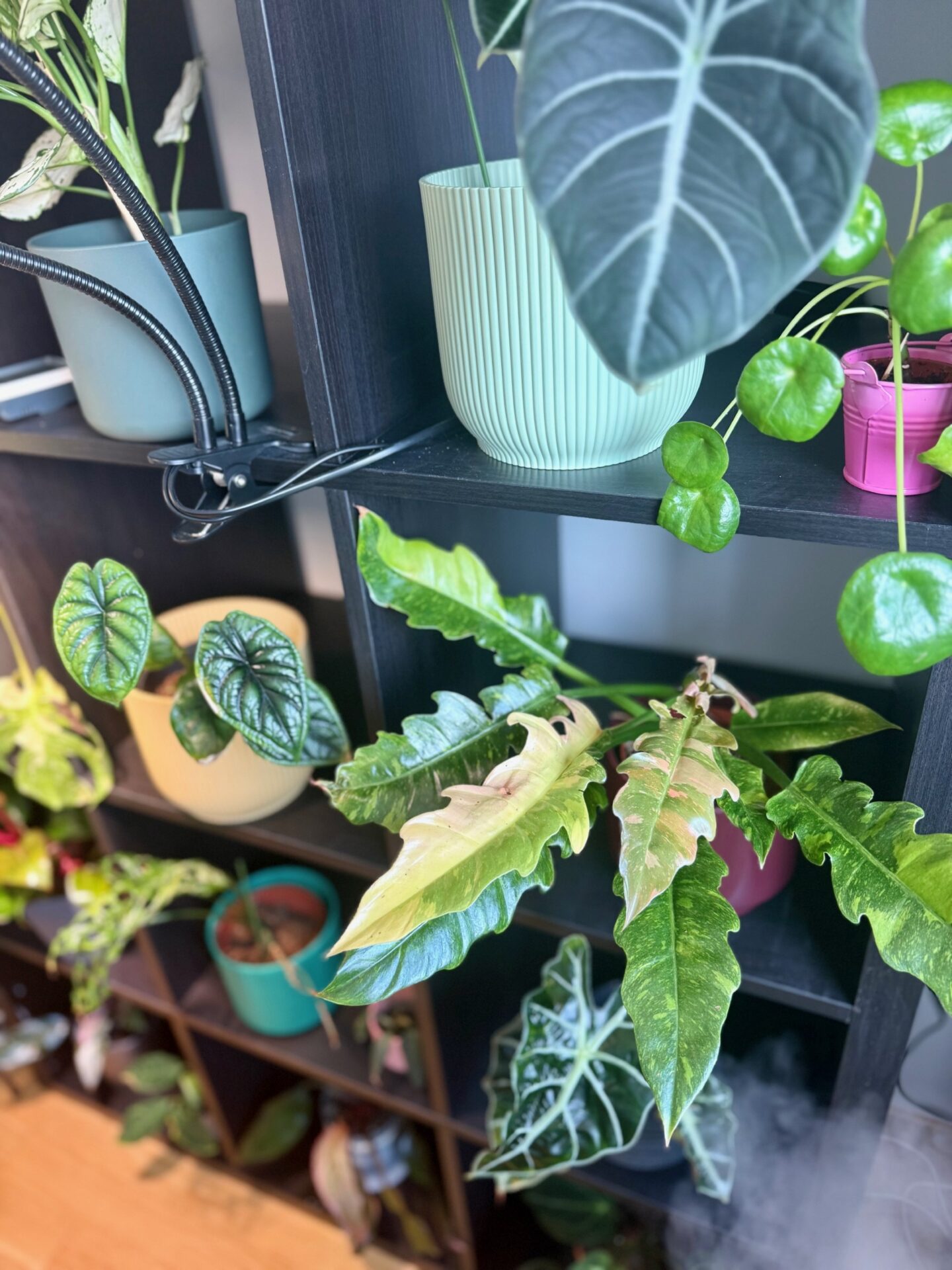 first house plant guide