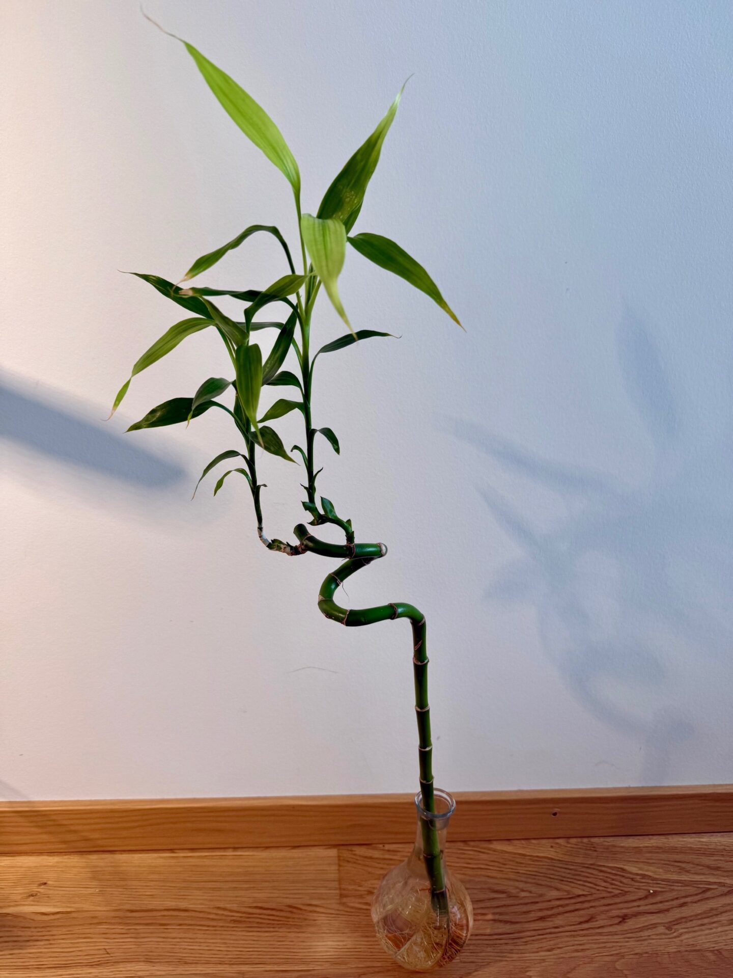 lucky bamboo plant