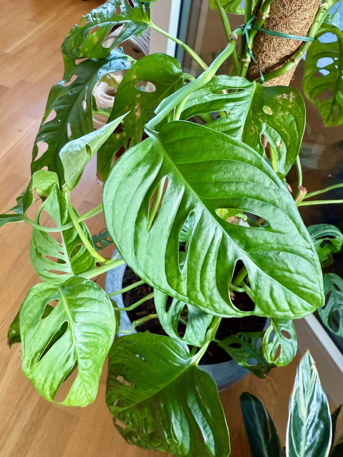 monstera plant care
