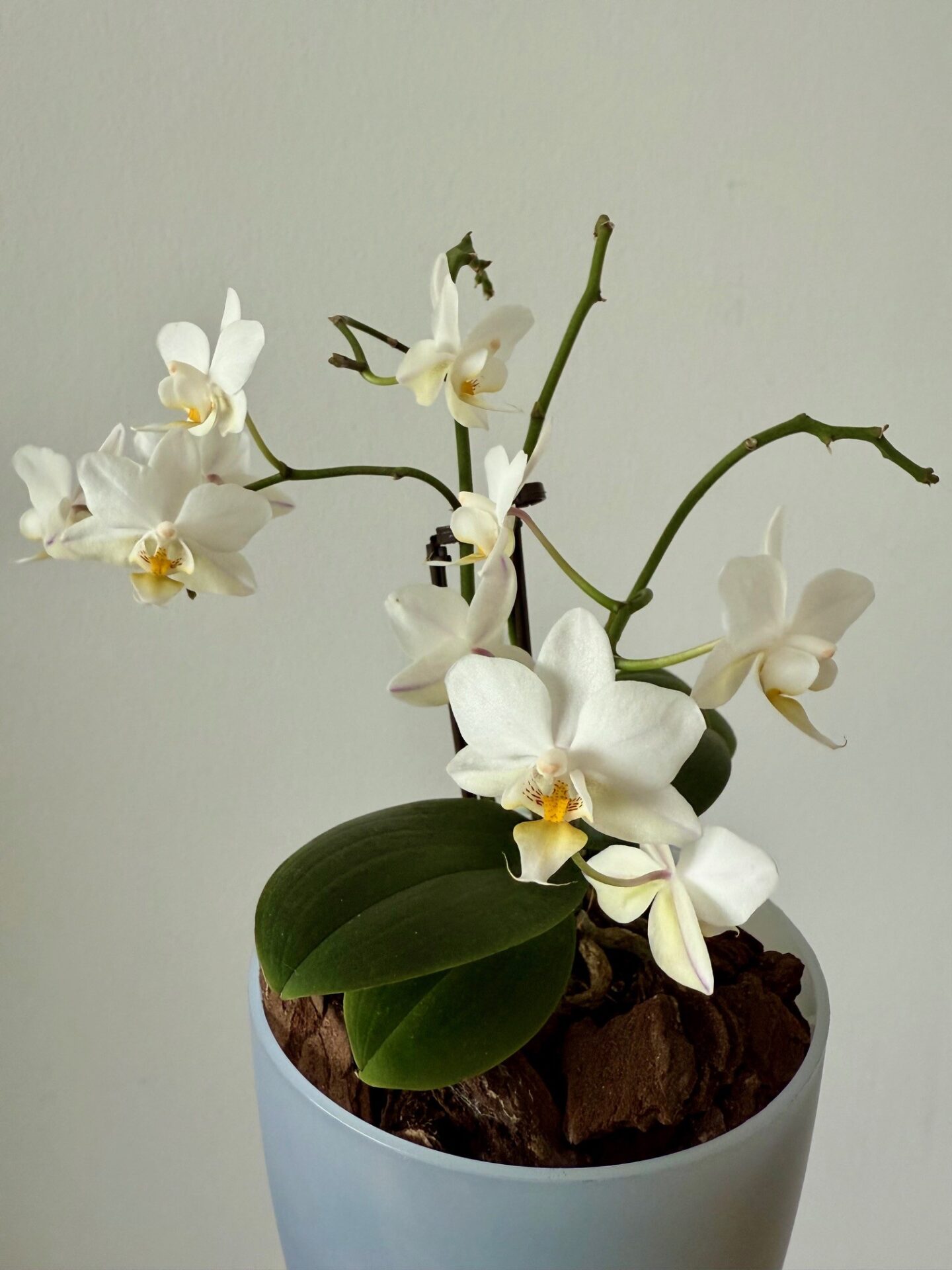 how to care for an orchid
