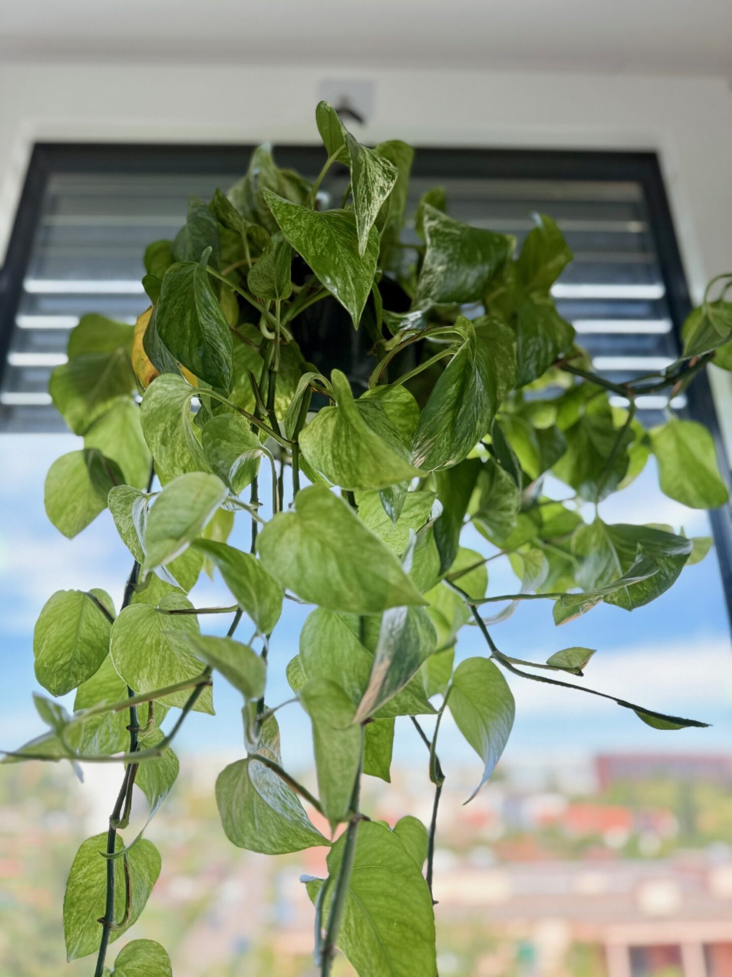 easy plants to take care of