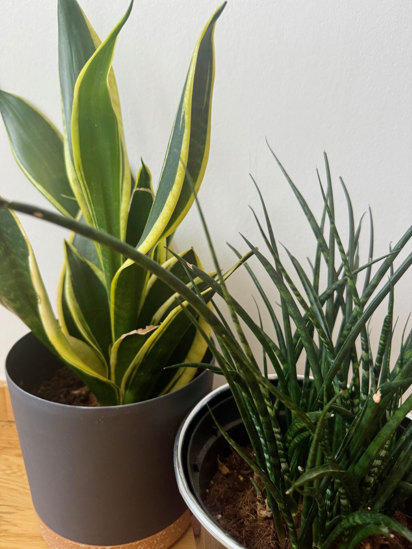 basic house plants