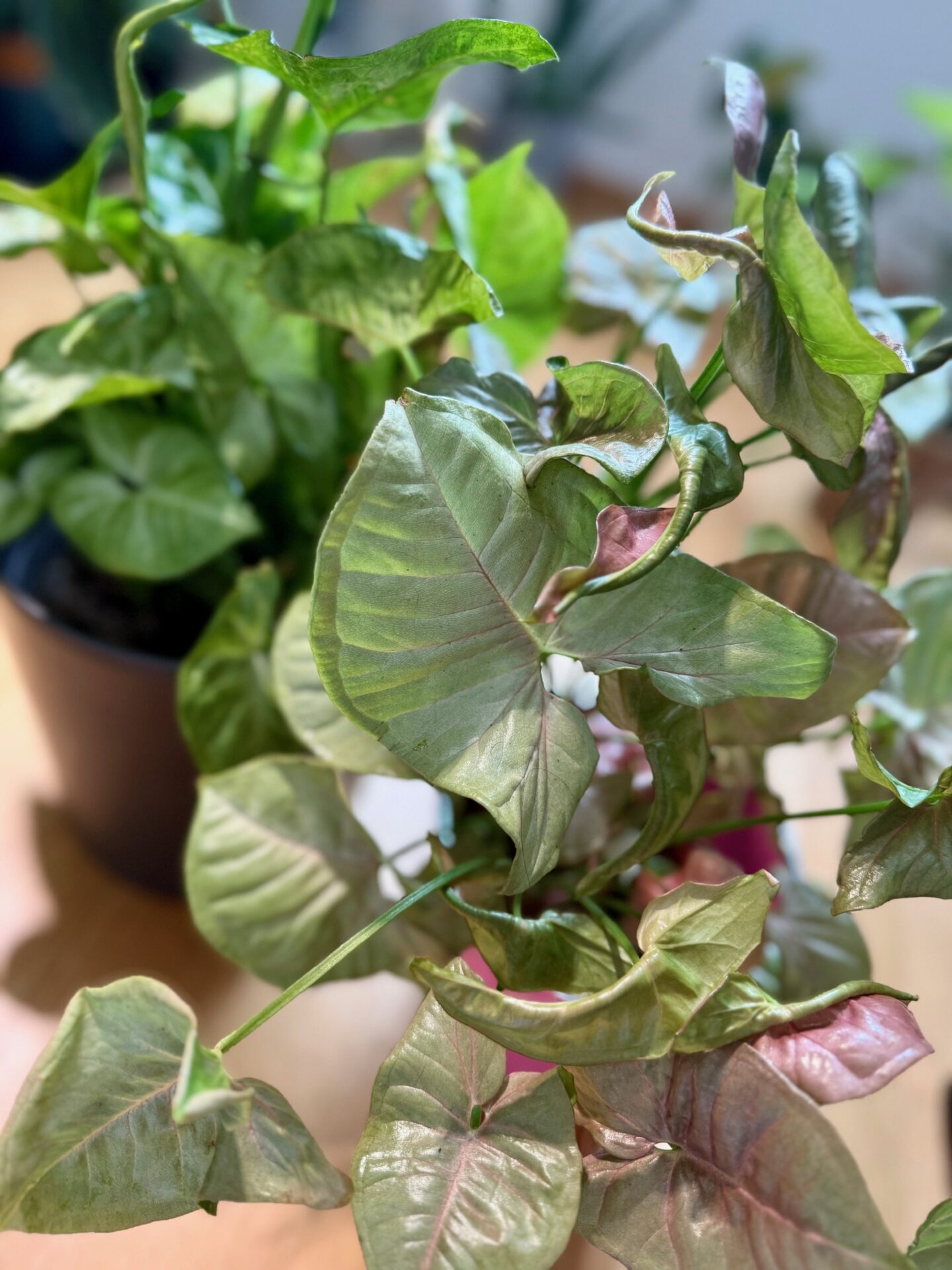 beginner friendly house plants