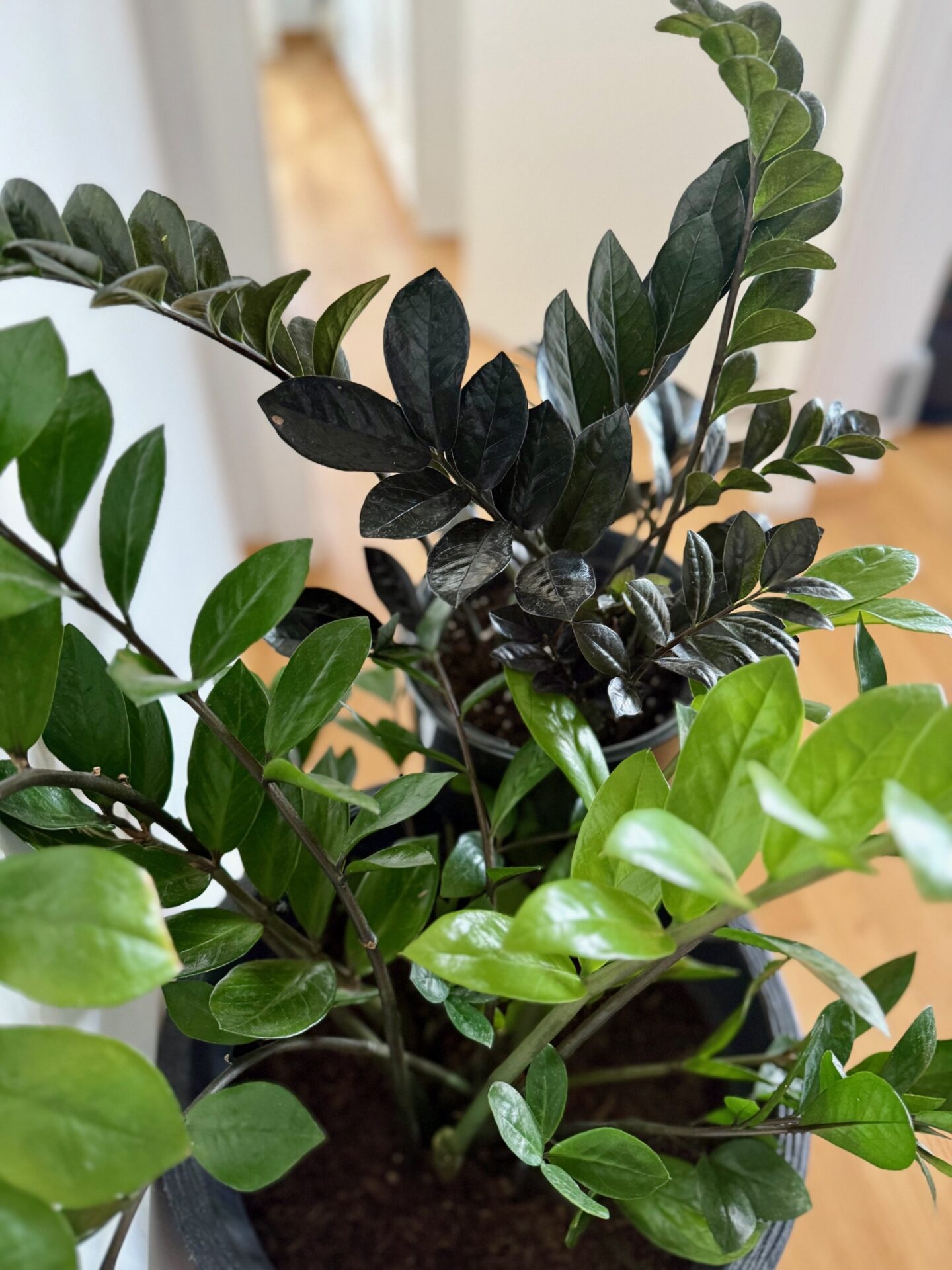 what plant should I buy