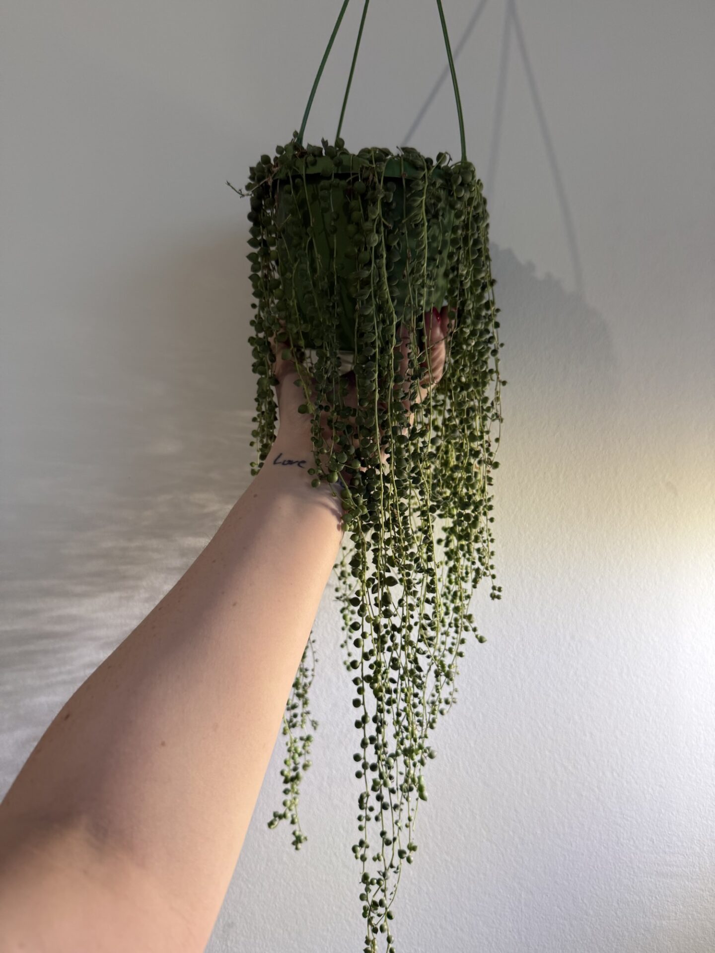 string of pearls