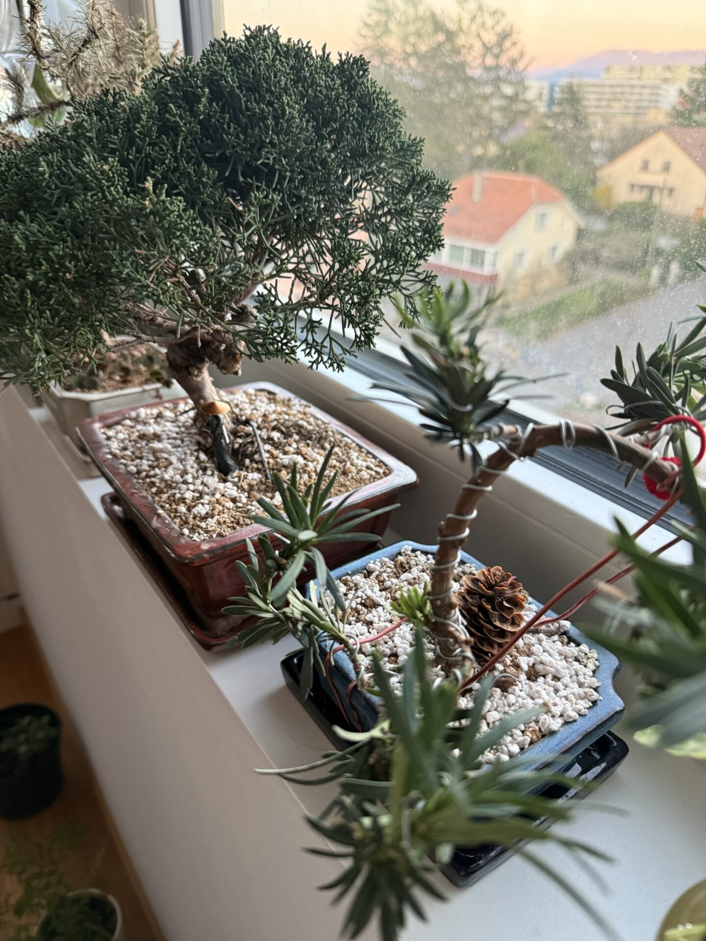 bonsai care