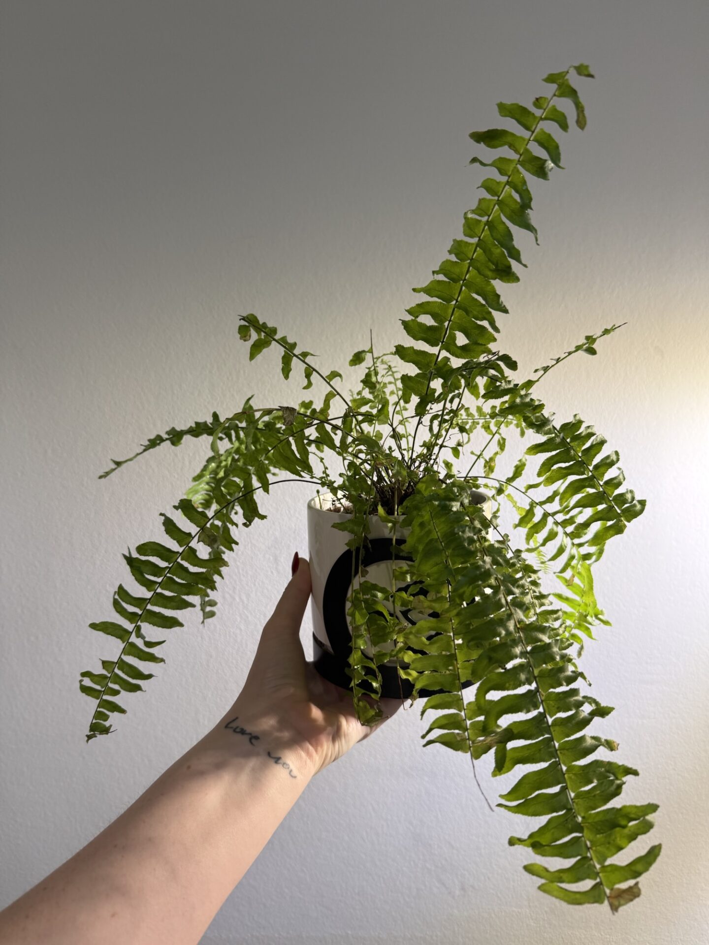 boston fern plant
