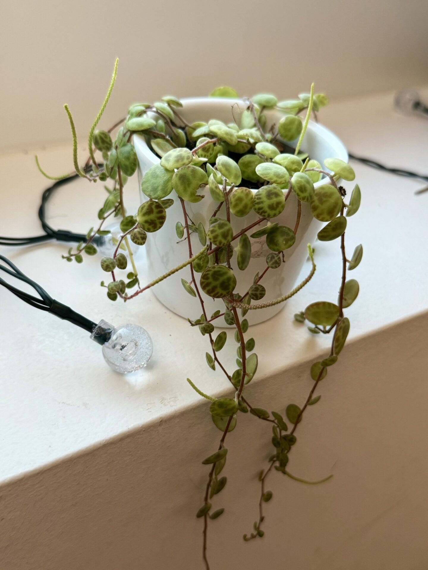what plant should I buy