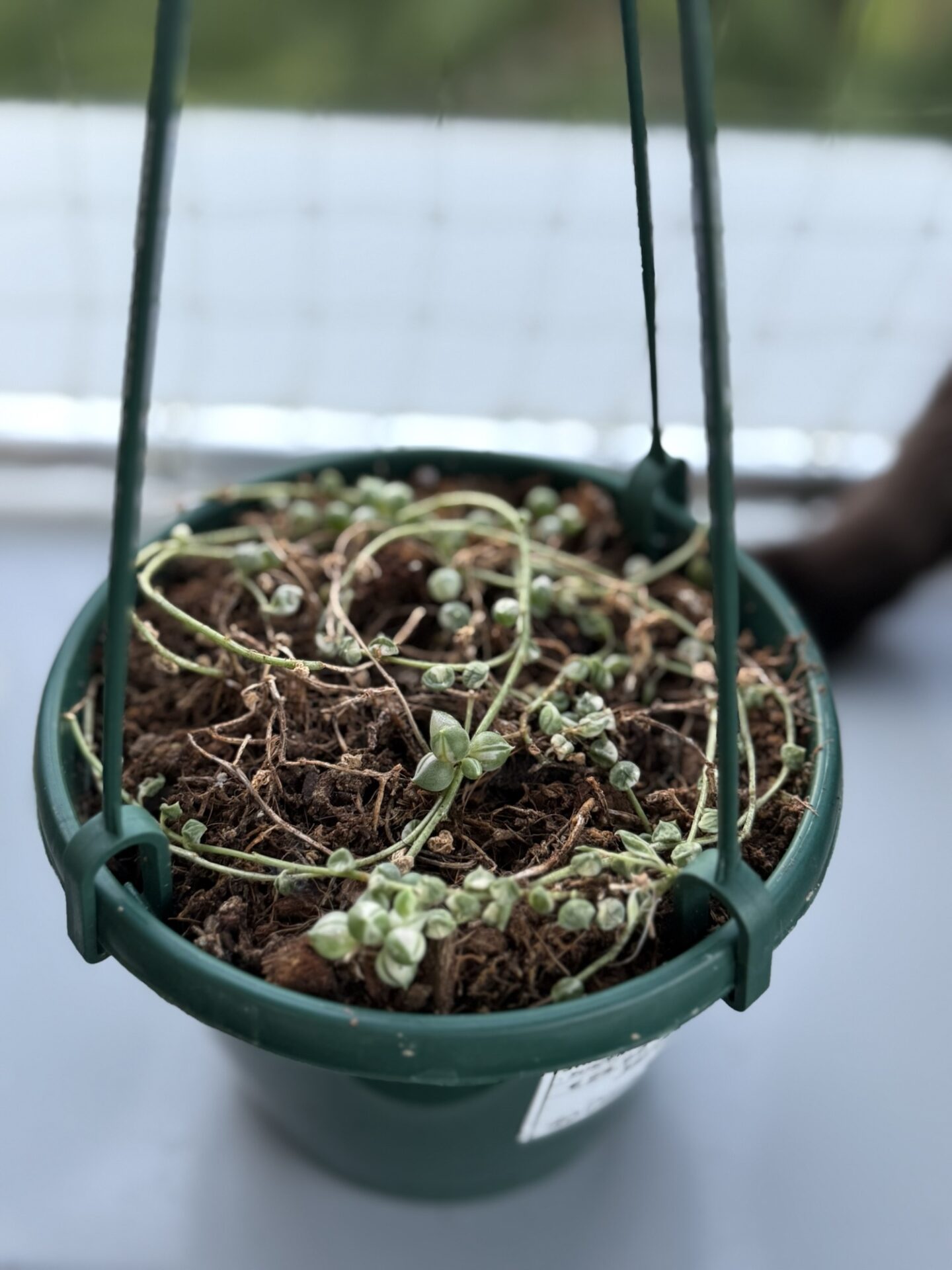what plant should I buy