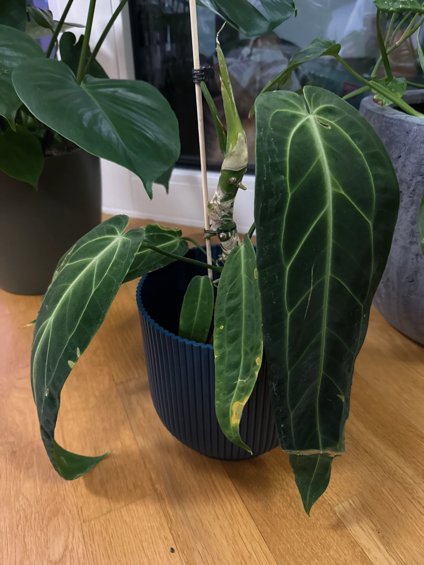 best house plants to have