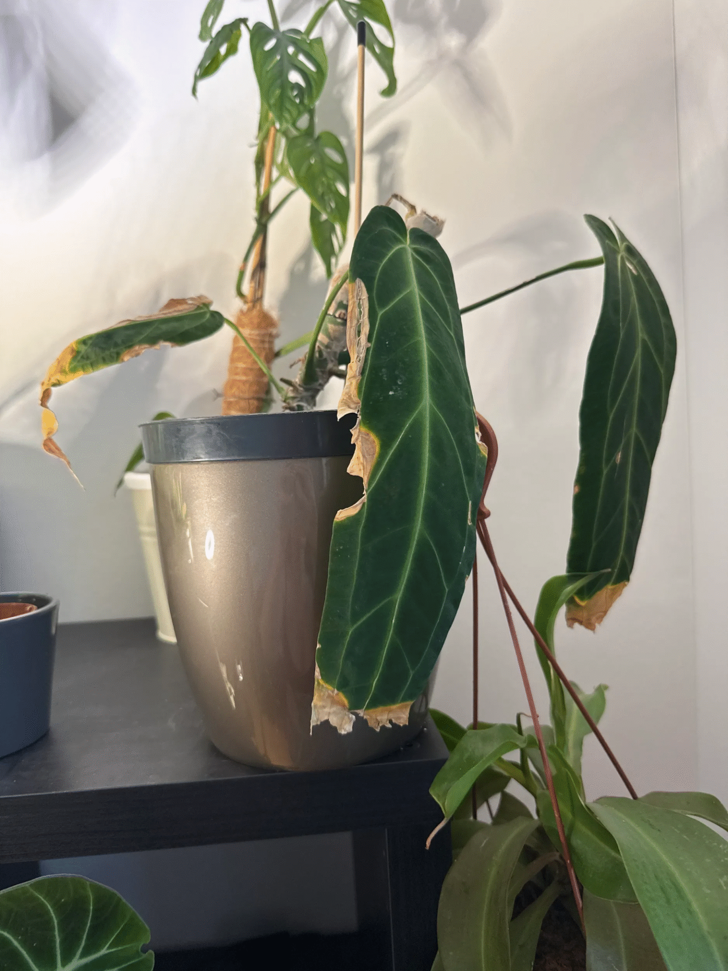 plants guide
