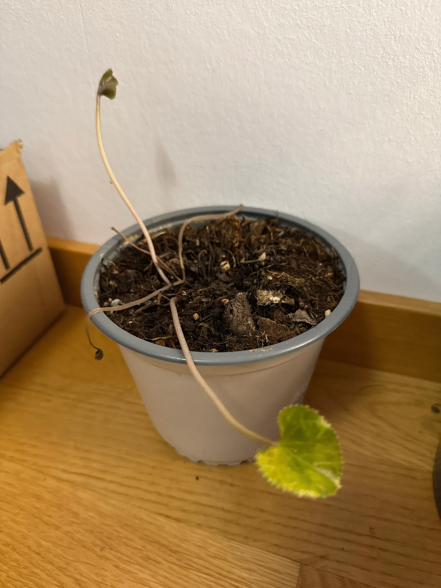 hardest house plants