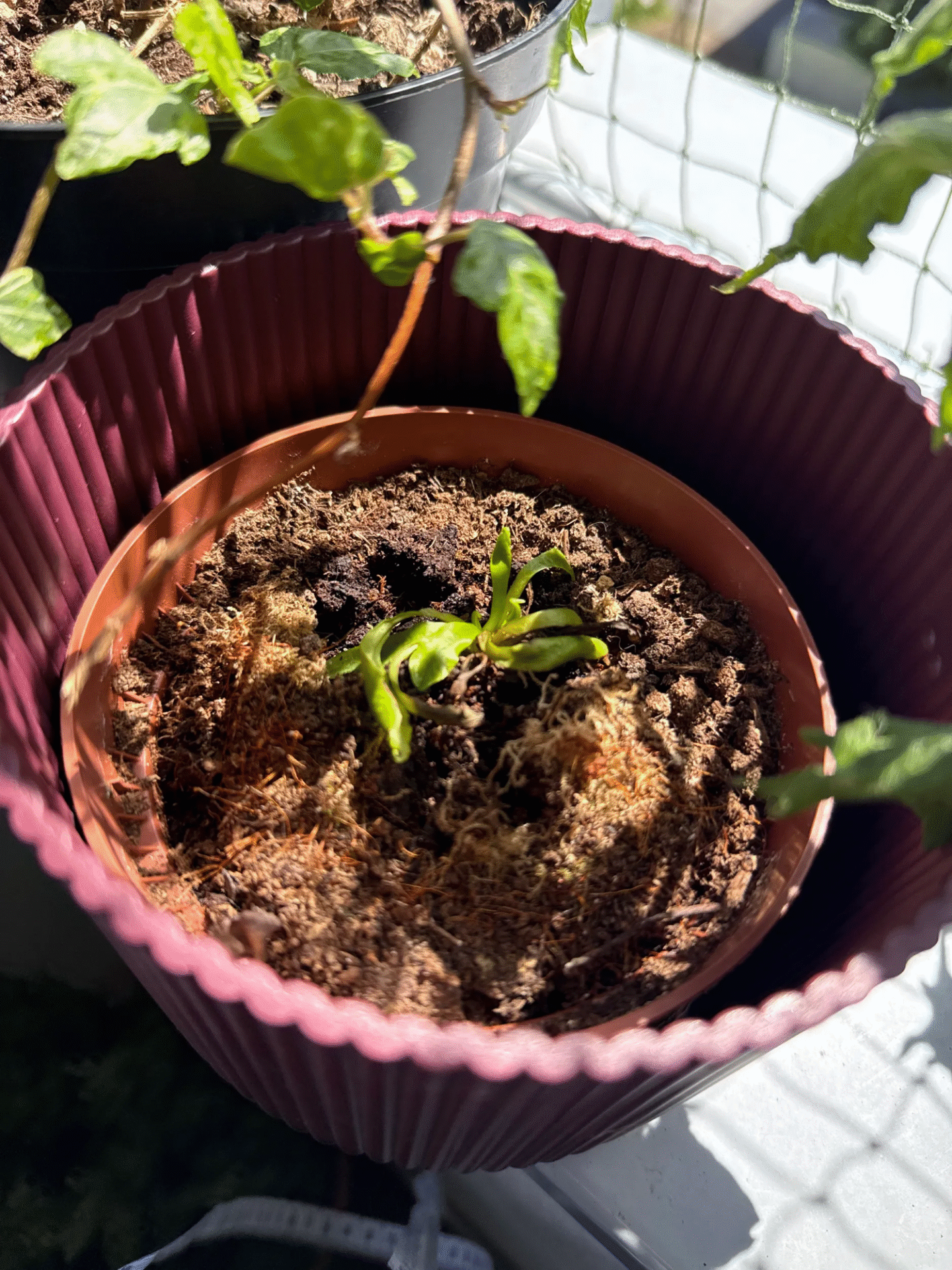 first time plants parent