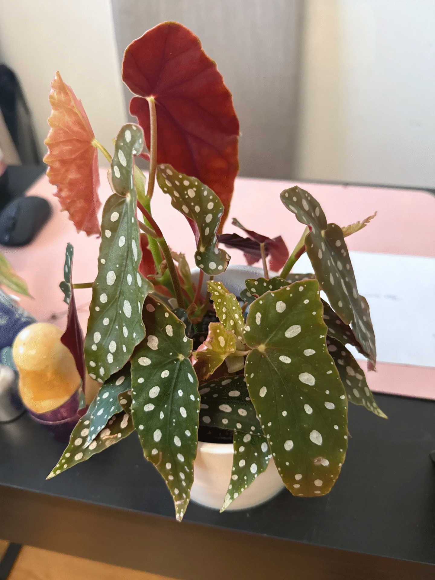 worst plants